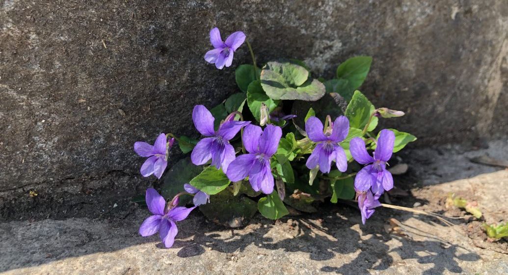 Das Waldveilchen Viola reichenbachiana wächst auch in unversiegelten Treppenfugen im Naturgarten.