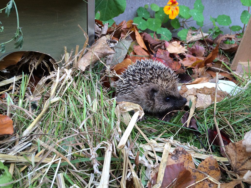 Igel im naturnahen Garten in der Grünmatt