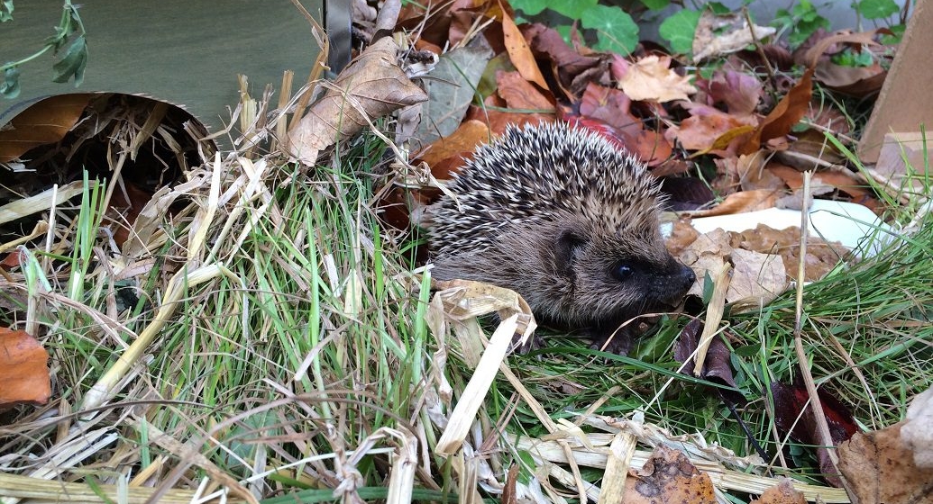 Zugelaufener Igel im naturnahen Garten in der Grünmatt. Foto: Angela Zimmermann