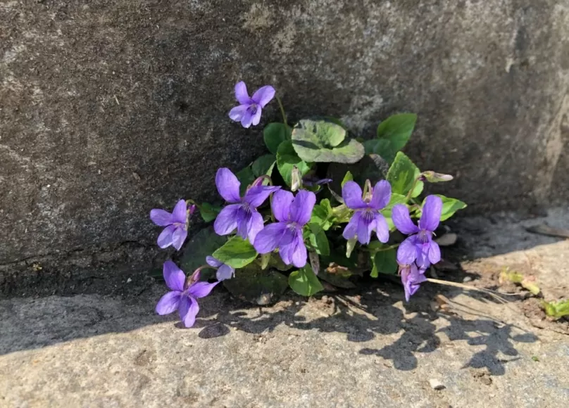 Das Waldveilchen Viola reichenbachiana wächst auch in unversiegelten Treppenfugen im Naturgarten.