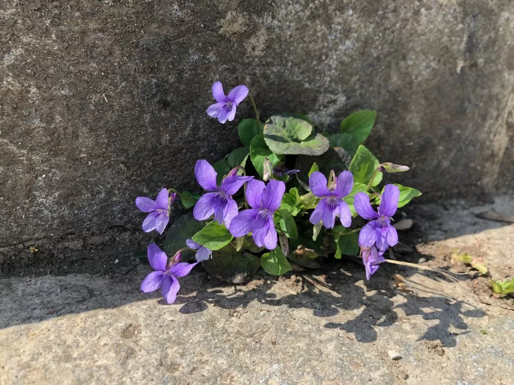 Das Waldveilchen Viola reichenbachiana wächst auch in unversiegelten Treppenfugen im Naturgarten.