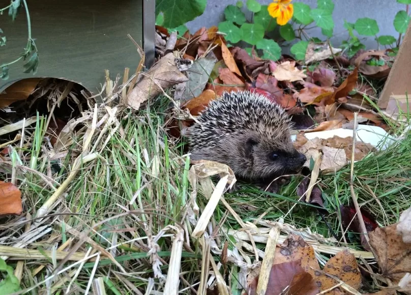 Zugelaufener Igel im naturnahen Garten in der Grünmatt. Foto: Angela Zimmermann
